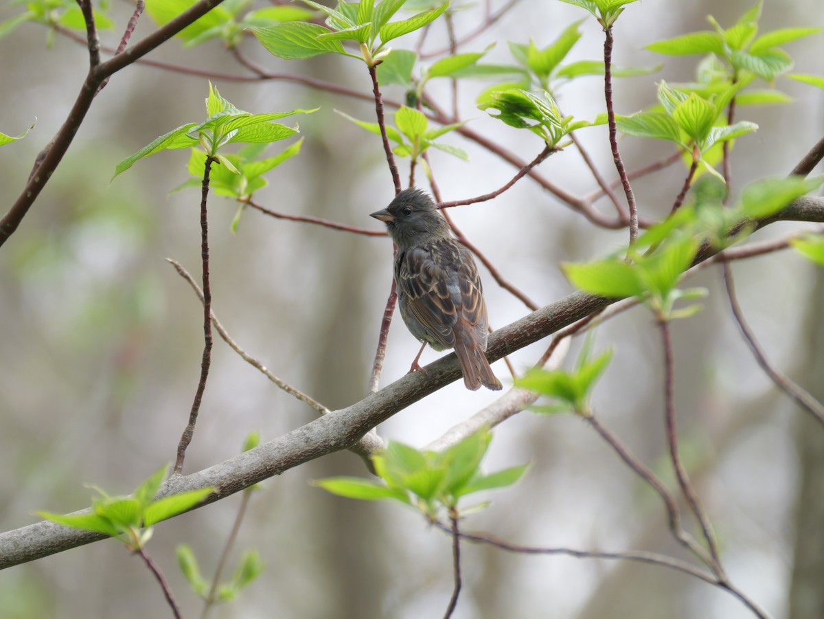 Gray Bunting - ML618411051