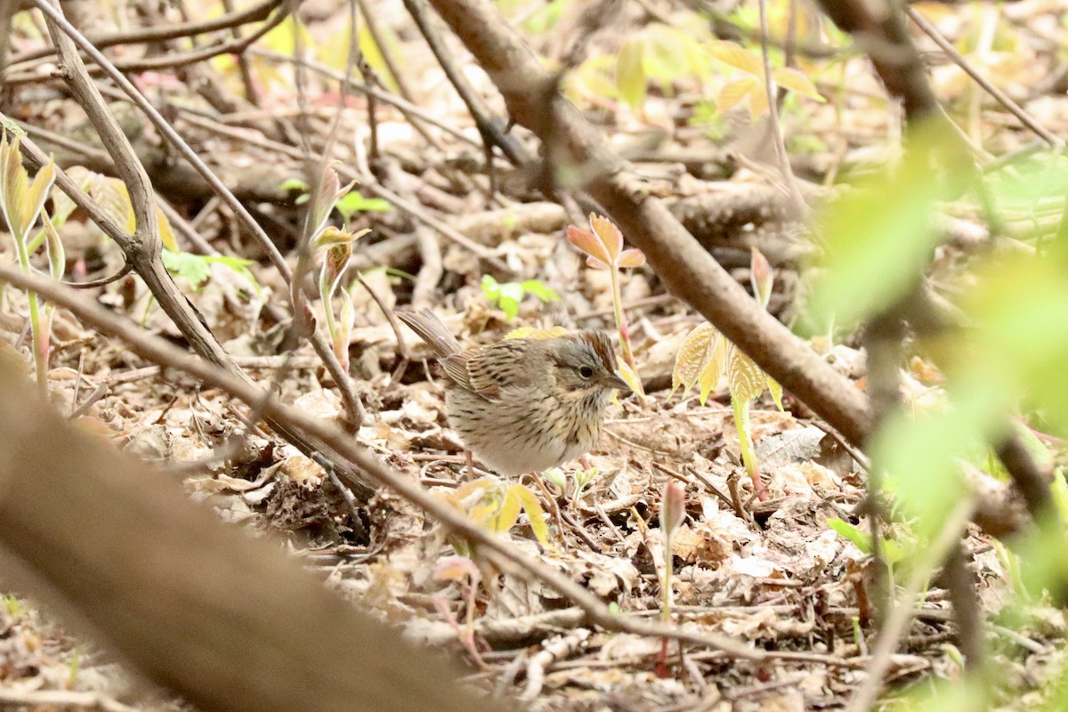 Lincoln's Sparrow - Fred Grenier