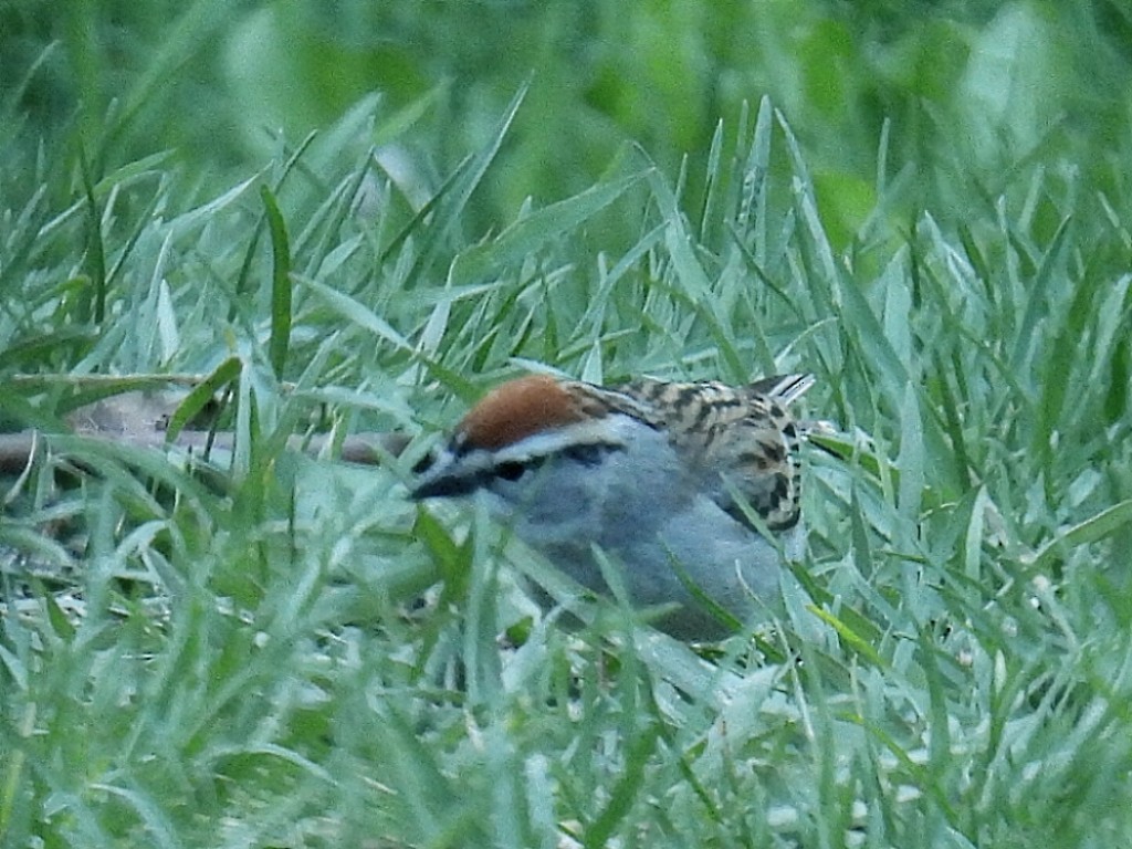 Chipping Sparrow - ML618411060