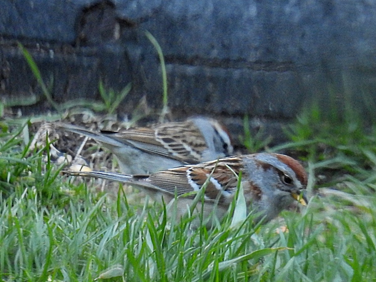 American Tree Sparrow - ML618411072