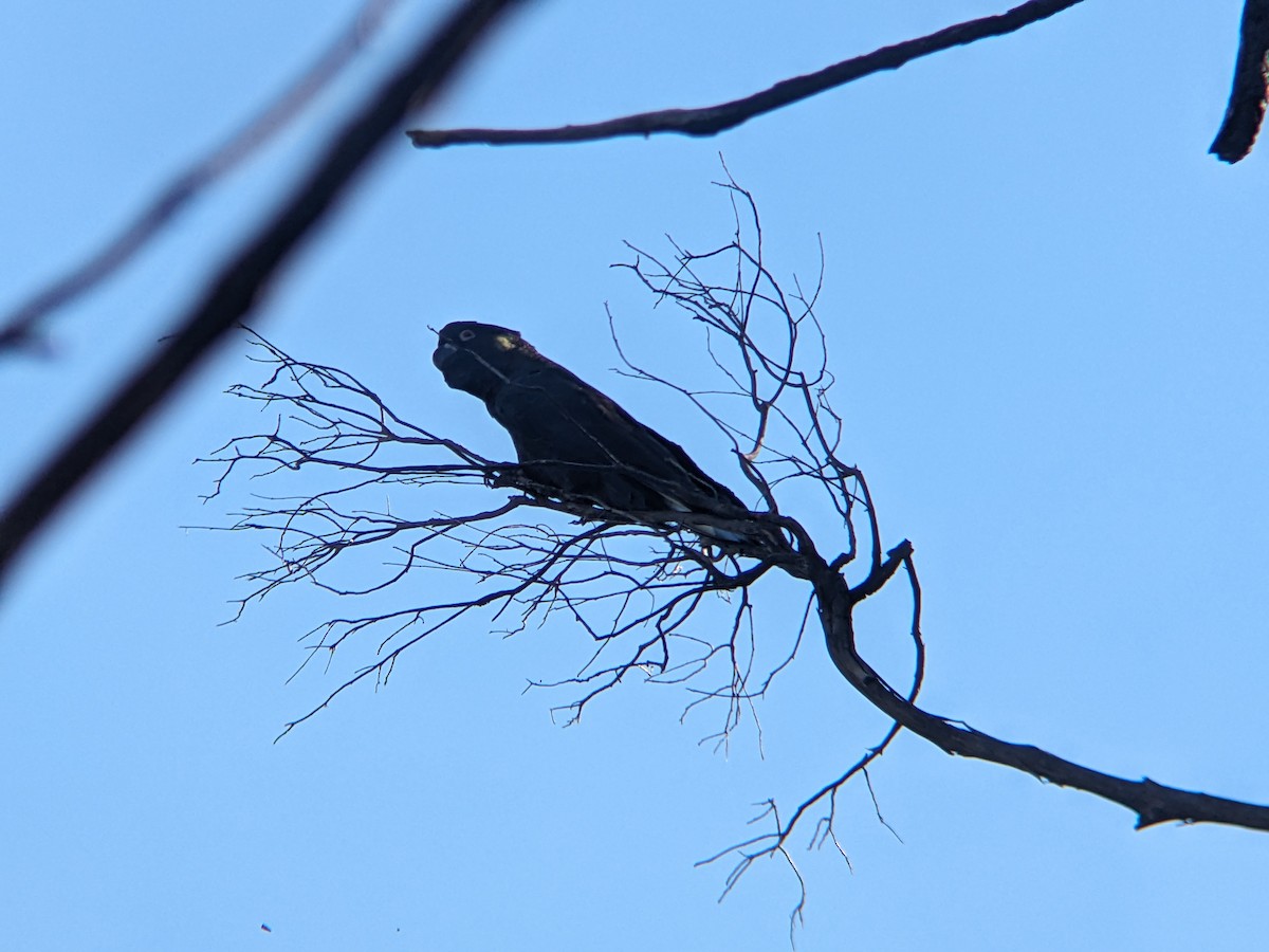 Cacatúa Fúnebre Coliamarilla - ML618411083