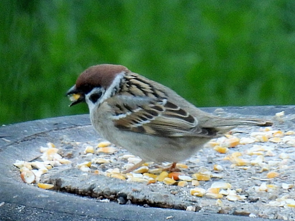 Eurasian Tree Sparrow - ML618411108