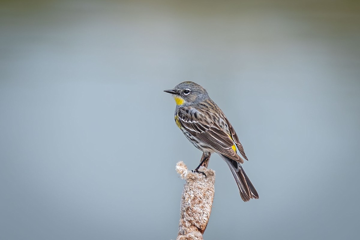 Yellow-rumped Warbler - ML618411126