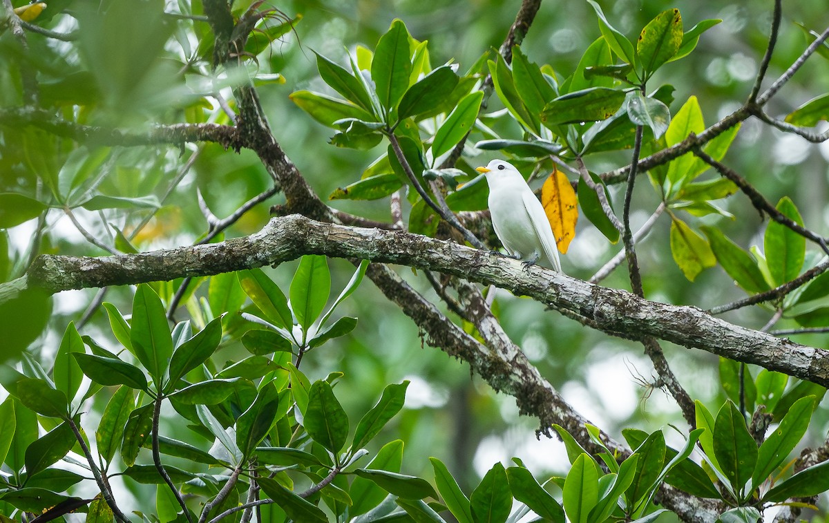 Cotinga Piquiamarillo - ML618411179