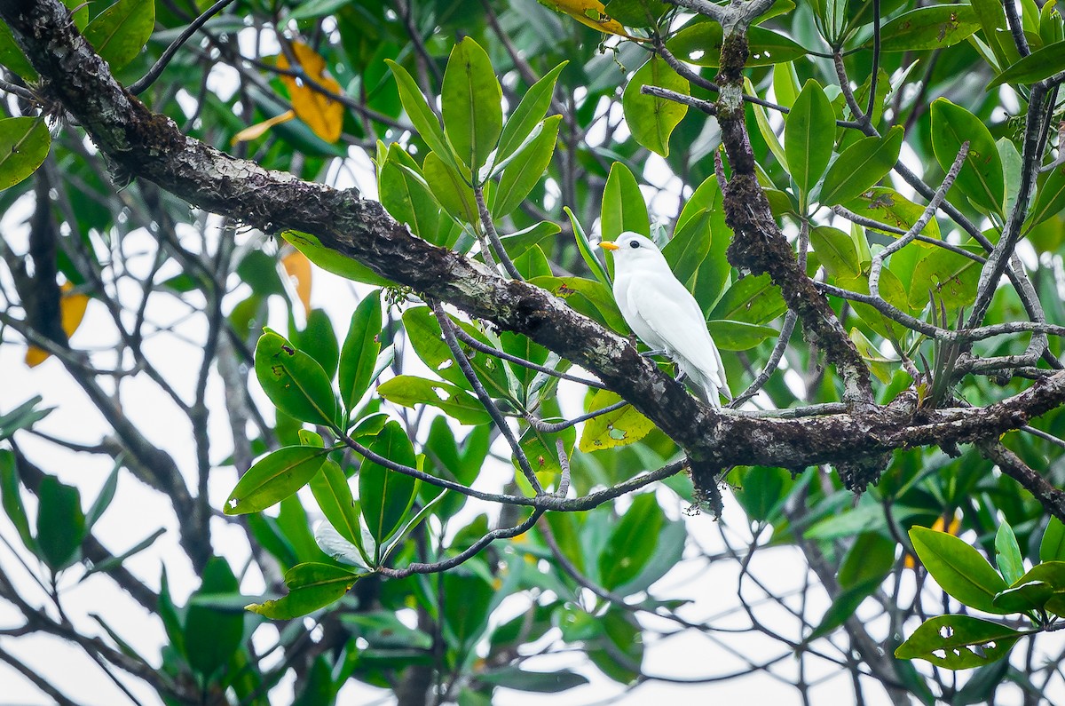 Yellow-billed Cotinga - ML618411187