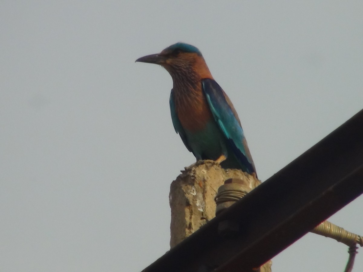 Indian Roller - Sudha Parimala