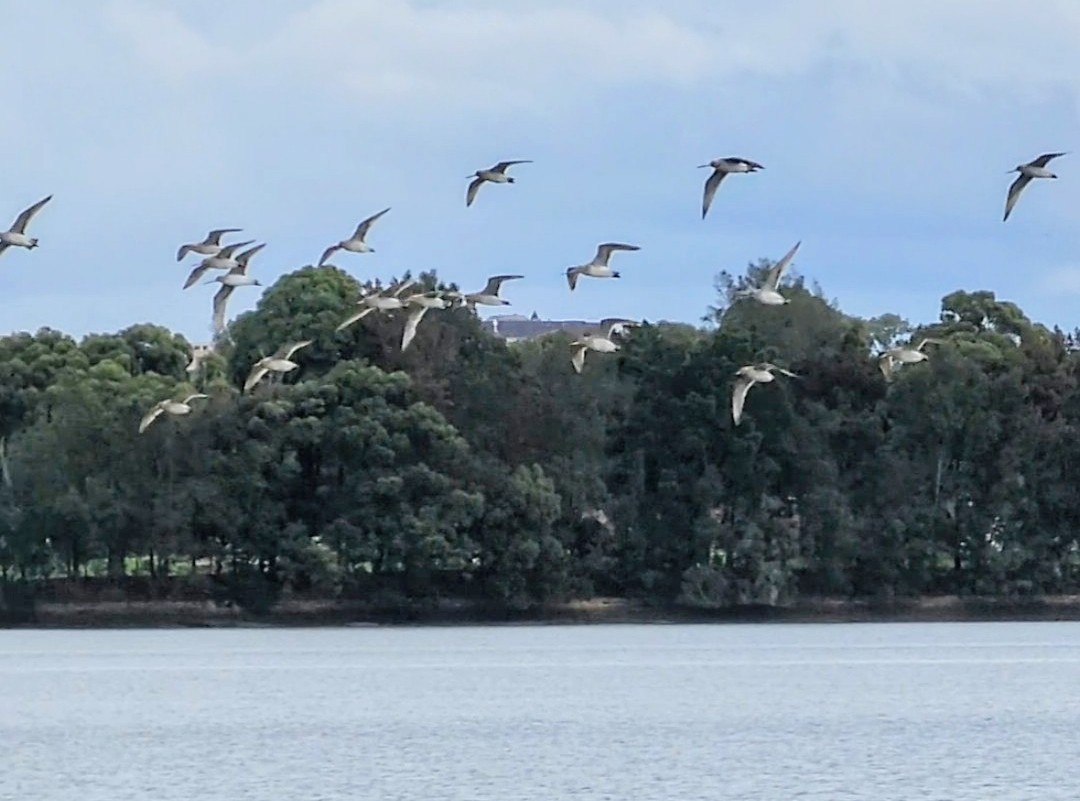 Bar-tailed Godwit - ML618411211