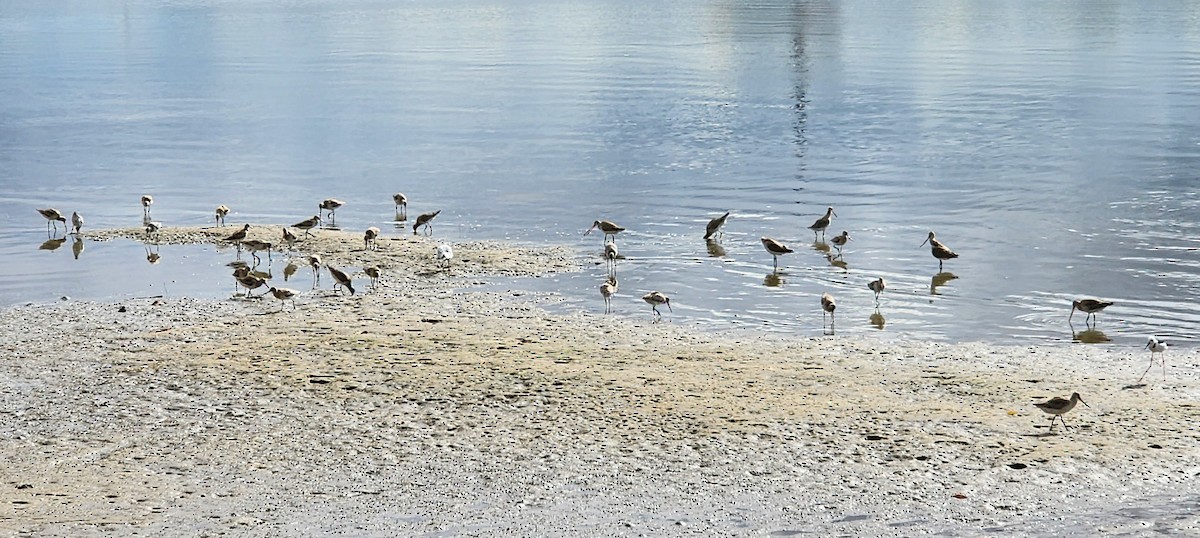 Bar-tailed Godwit - ML618411214