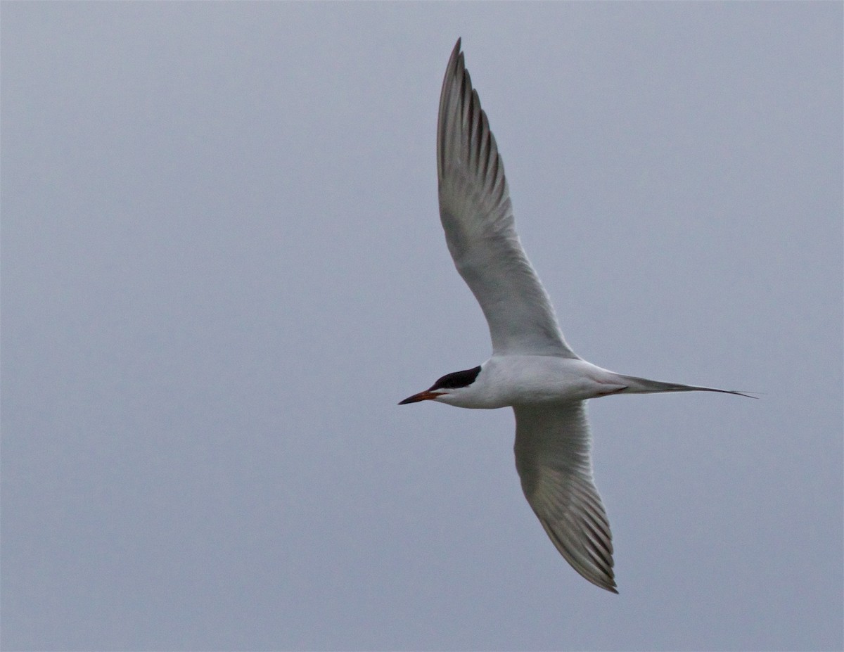 Forster's Tern - ML618411240