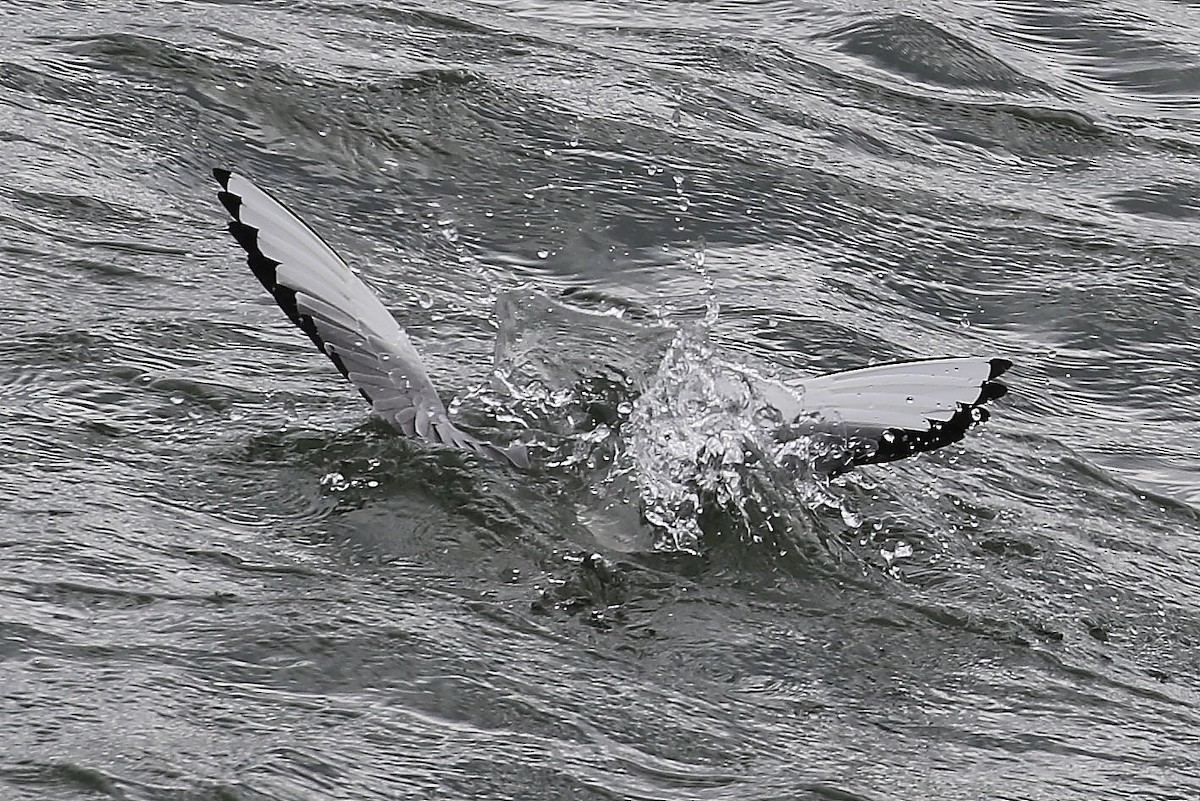 Bonaparte's Gull - ML618411278