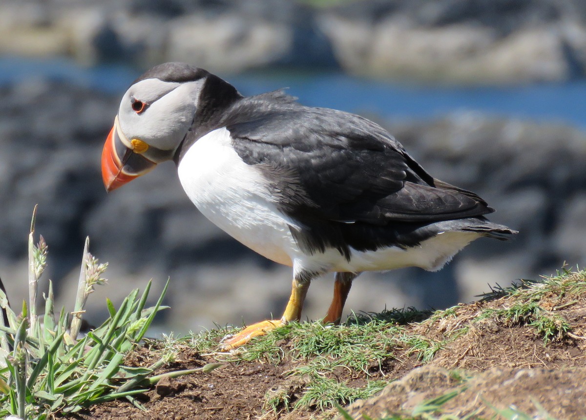 Atlantic Puffin - ML618411282