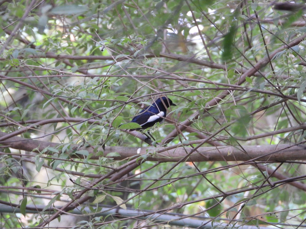 Oriental Magpie-Robin - ML618411285