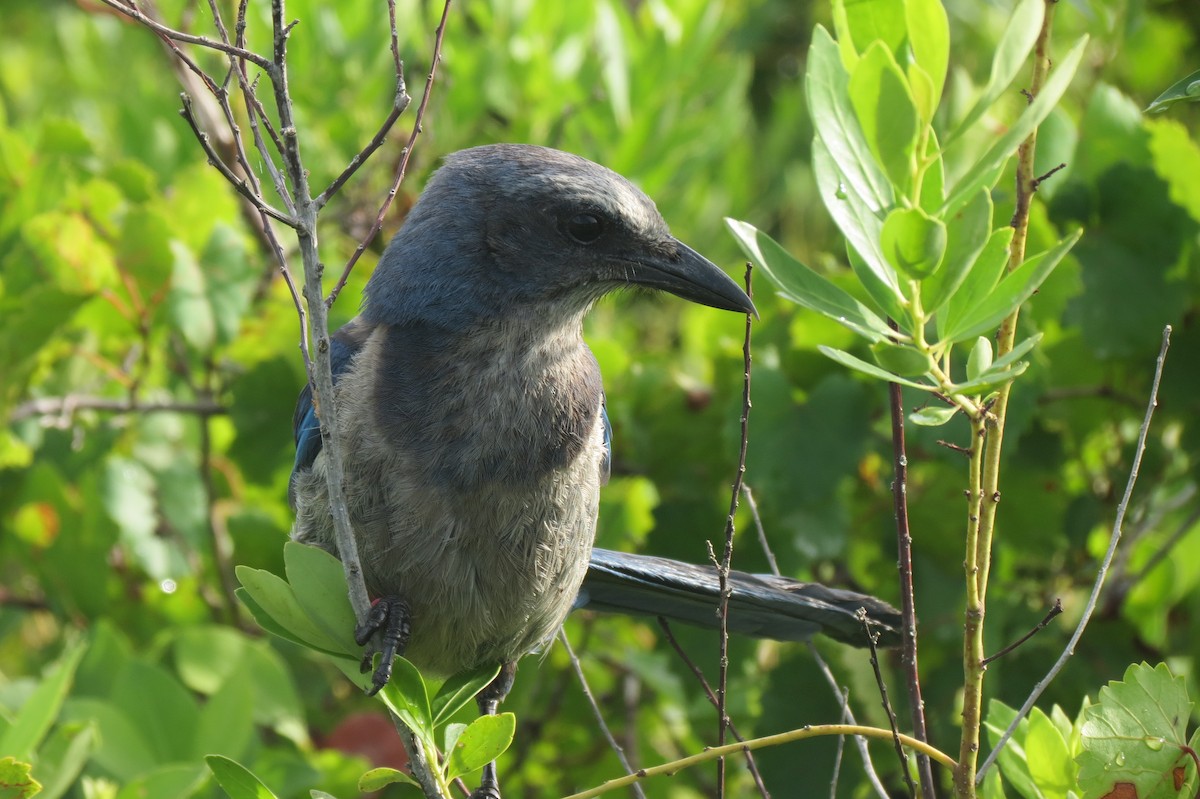 Florida Scrub-Jay - ML618411322