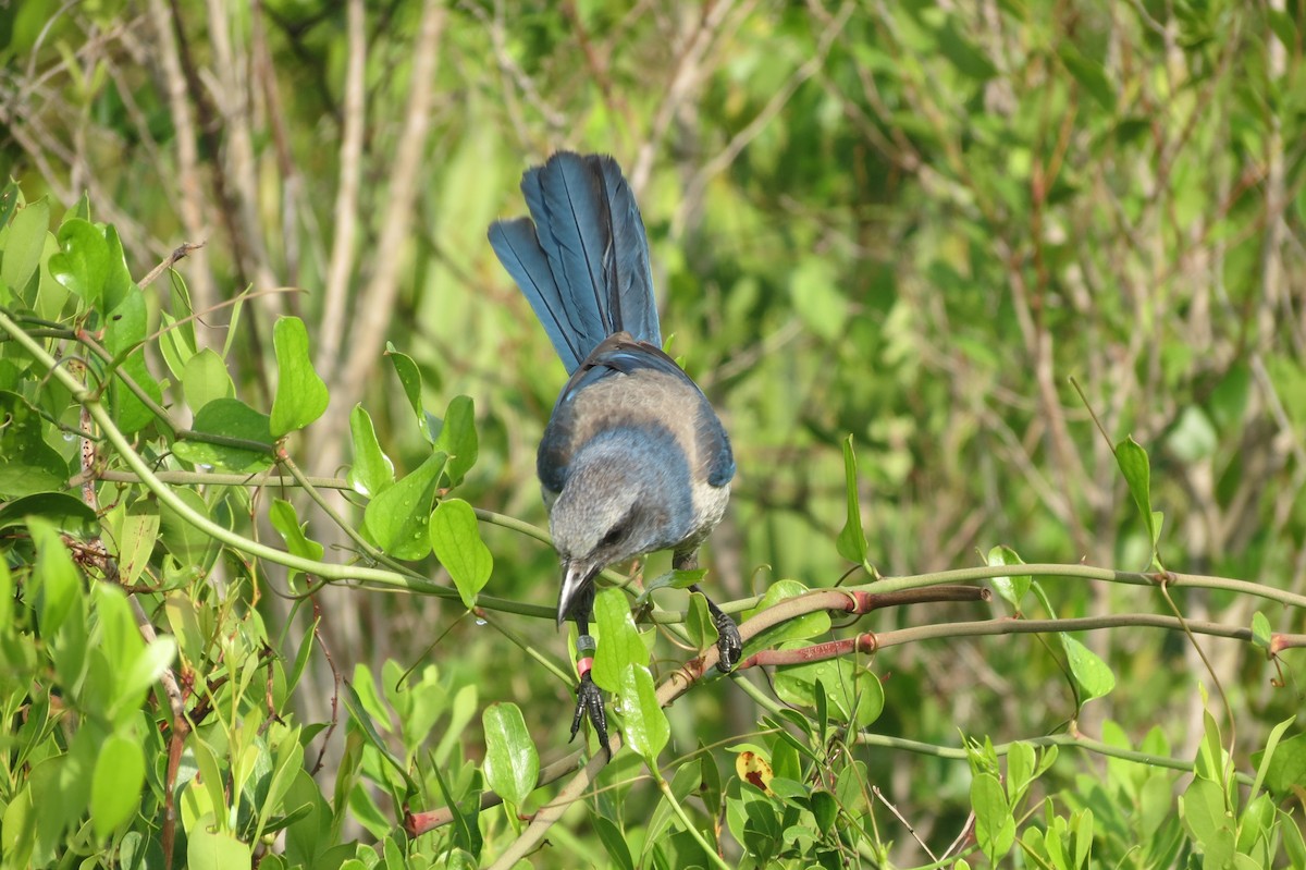 Florida Scrub-Jay - ML618411336