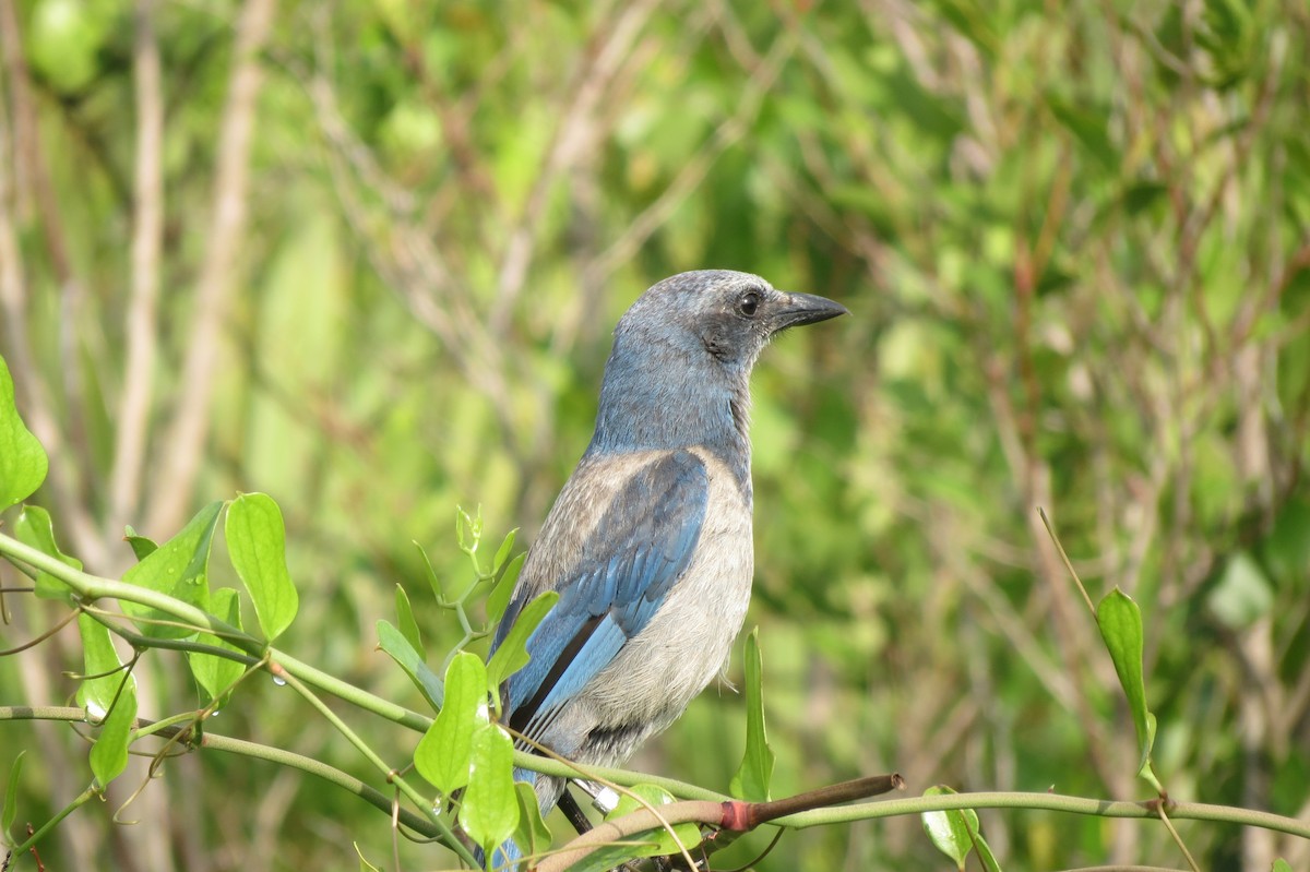 Florida Scrub-Jay - Sam Holcomb