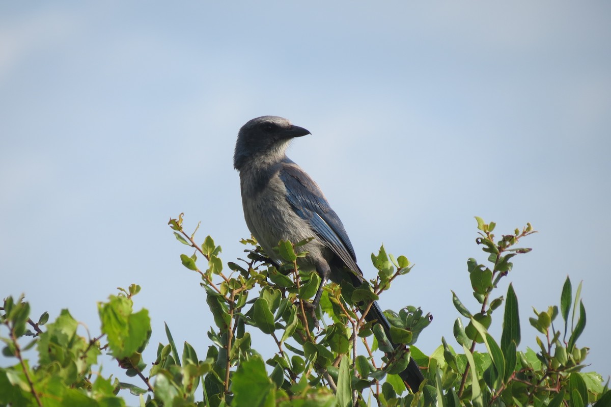 Florida Scrub-Jay - Sam Holcomb