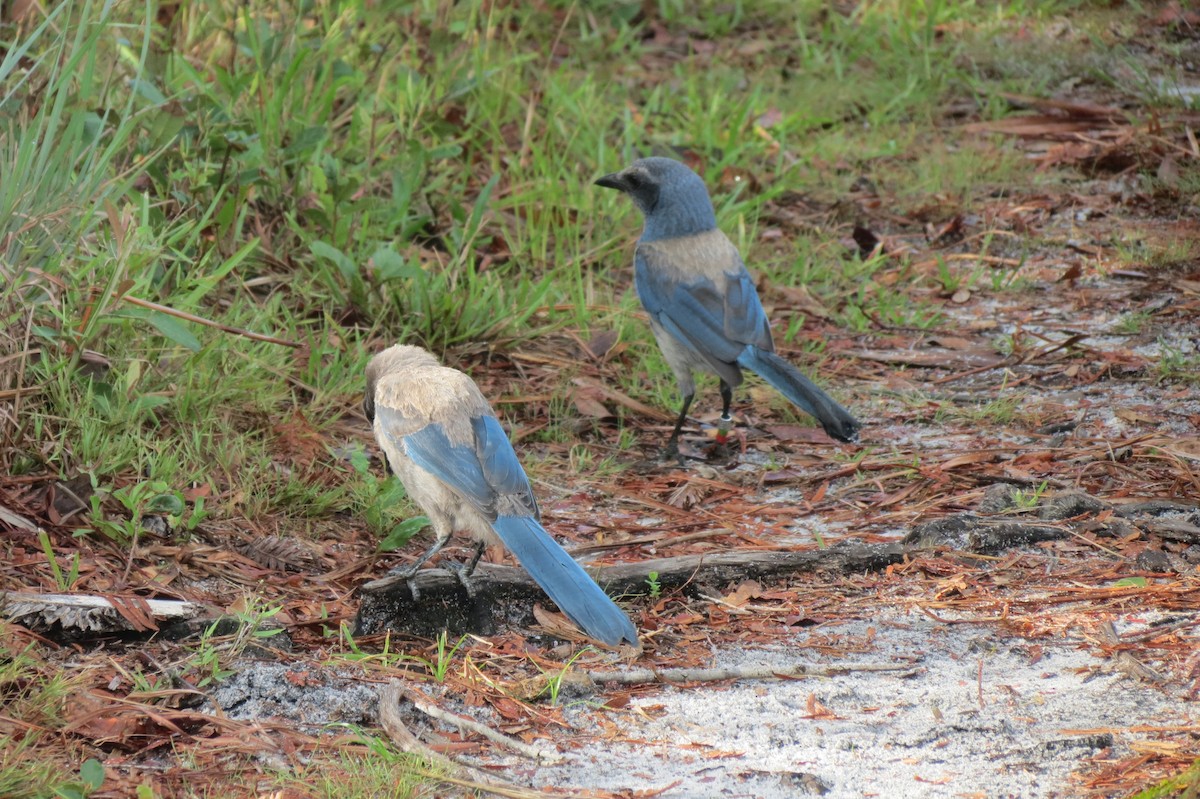 Florida Scrub-Jay - ML618411339