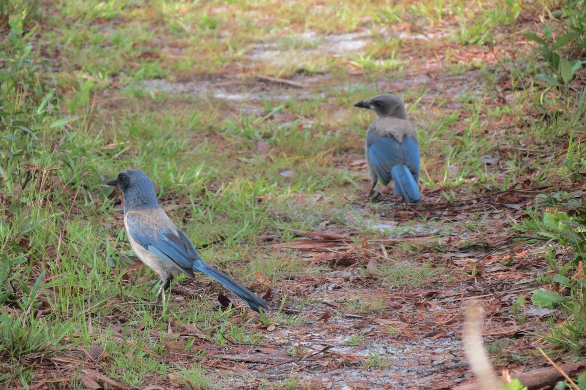 Florida Scrub-Jay - Sam Holcomb