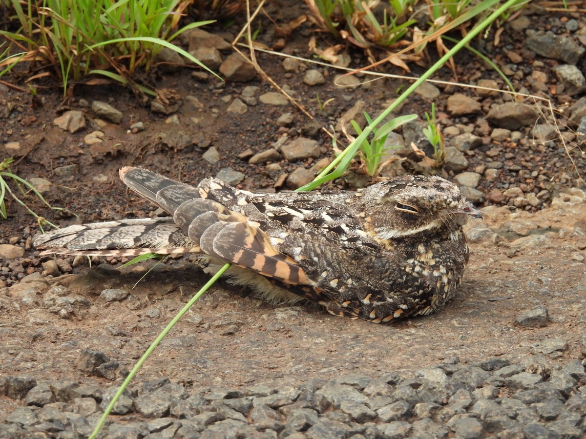 Montane Nightjar - Jennifer and Zayn Shah