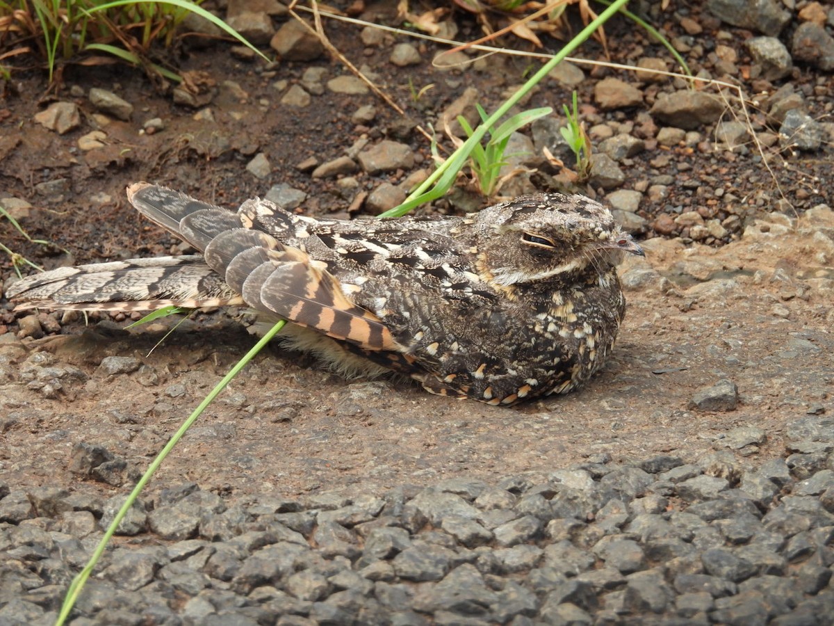 Montane Nightjar - ML618411348