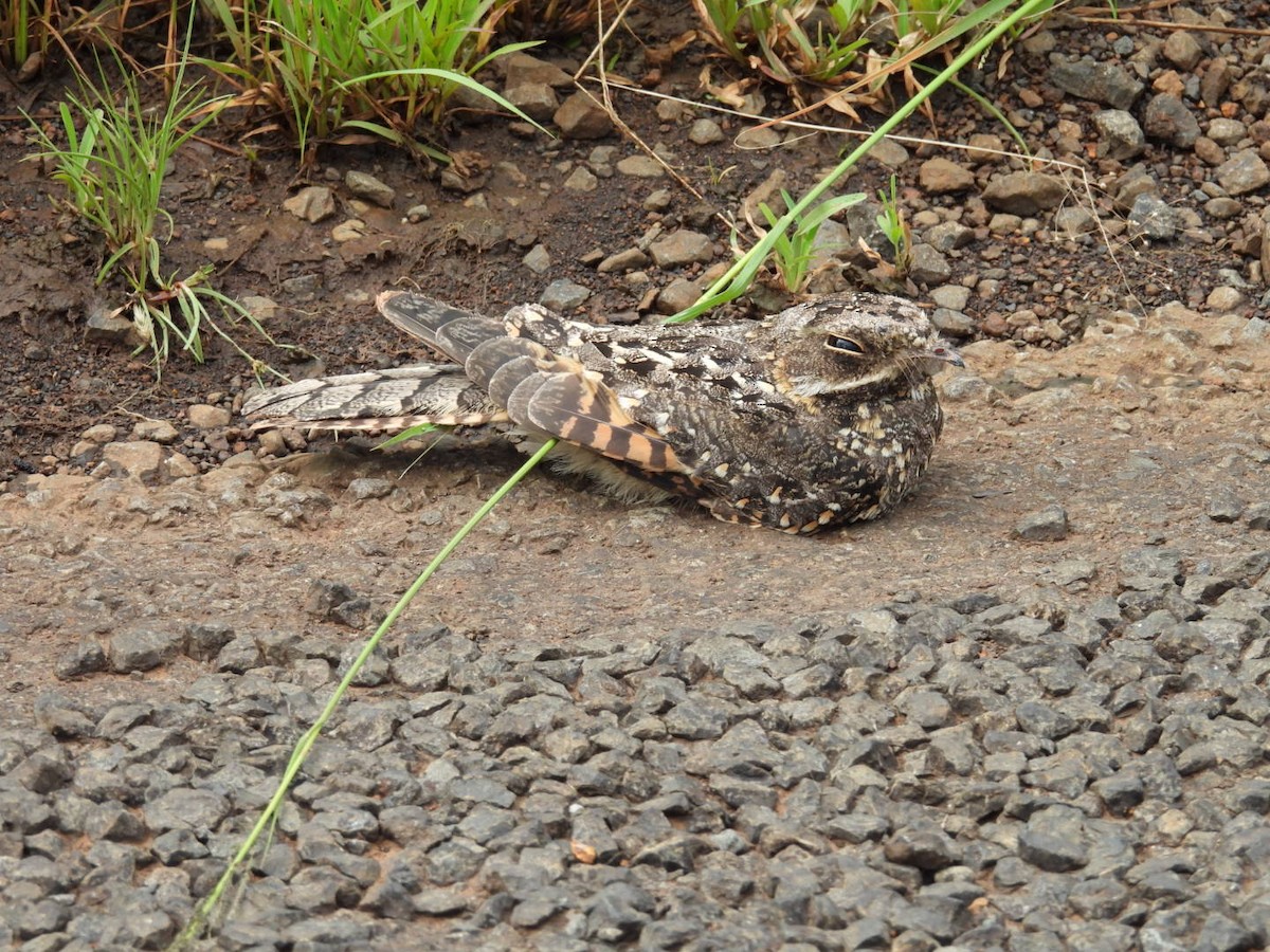 Montane Nightjar - ML618411351