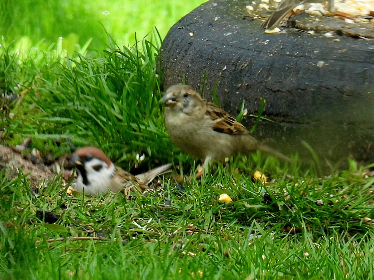 Eurasian Tree Sparrow - ML618411354