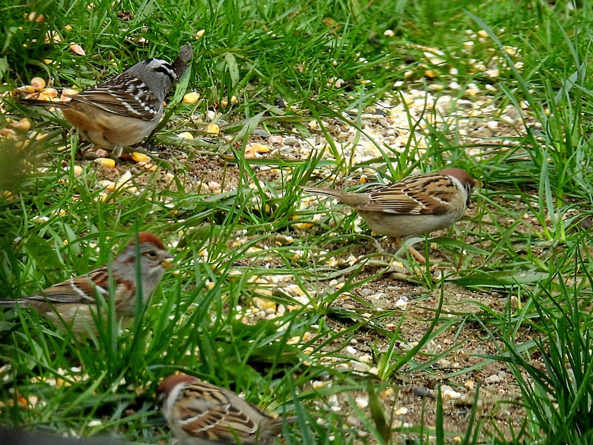 Eurasian Tree Sparrow - ML618411355