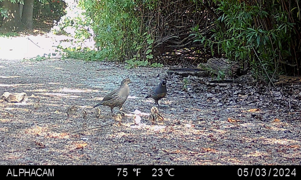 California Quail - ML618411369