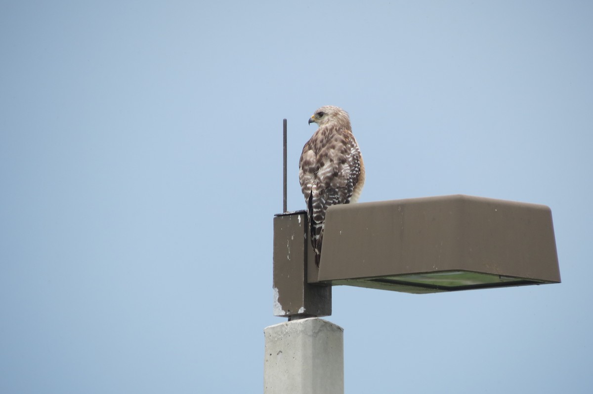 Red-shouldered Hawk - ML618411390