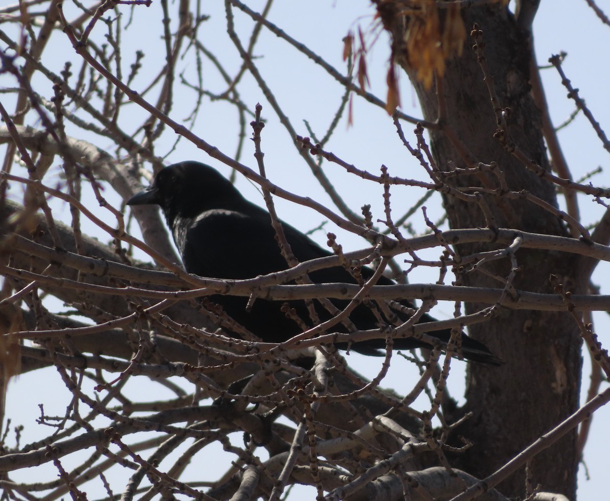 American Crow - Violet Kosack