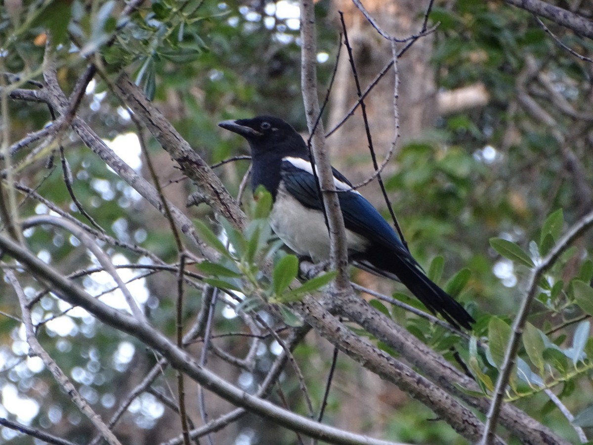 Black-billed Magpie - ML618411400