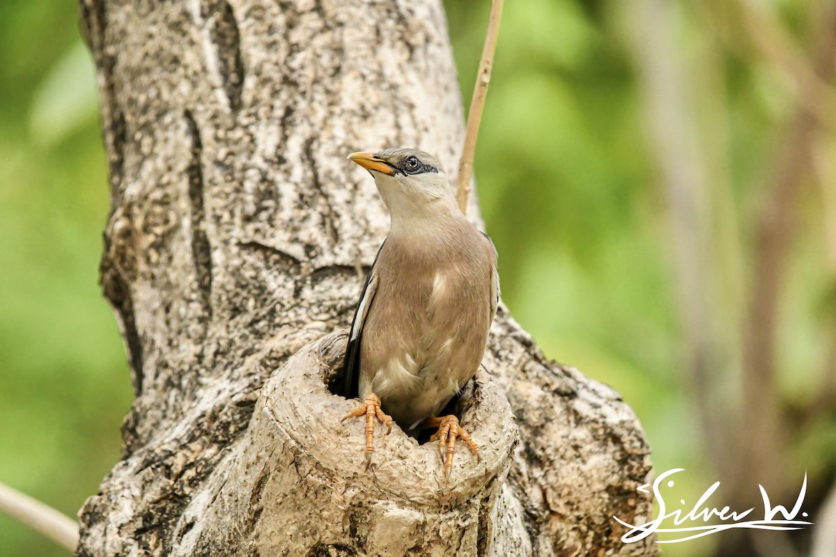 Vinous-breasted Myna - ML618411441