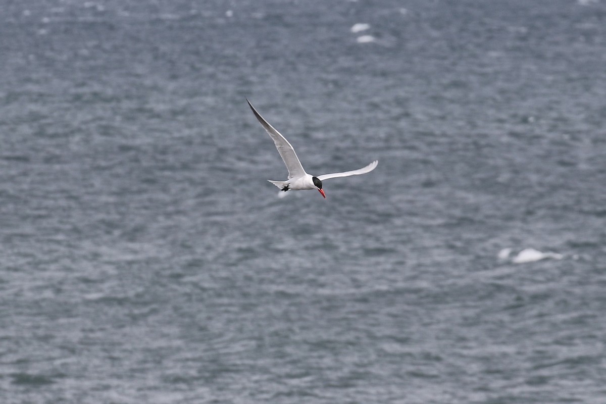 Caspian Tern - ML618411448