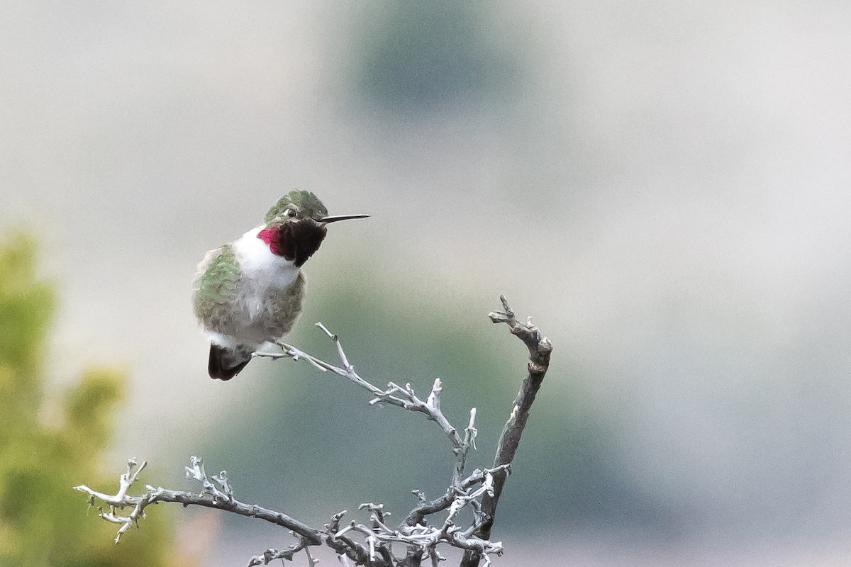 Broad-tailed Hummingbird - Patrick Higgins