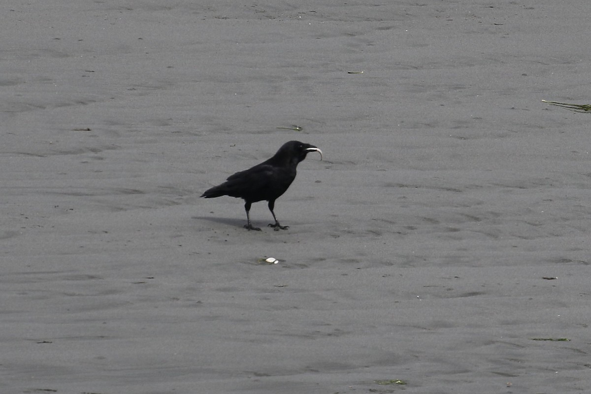 American Crow - ML618411477