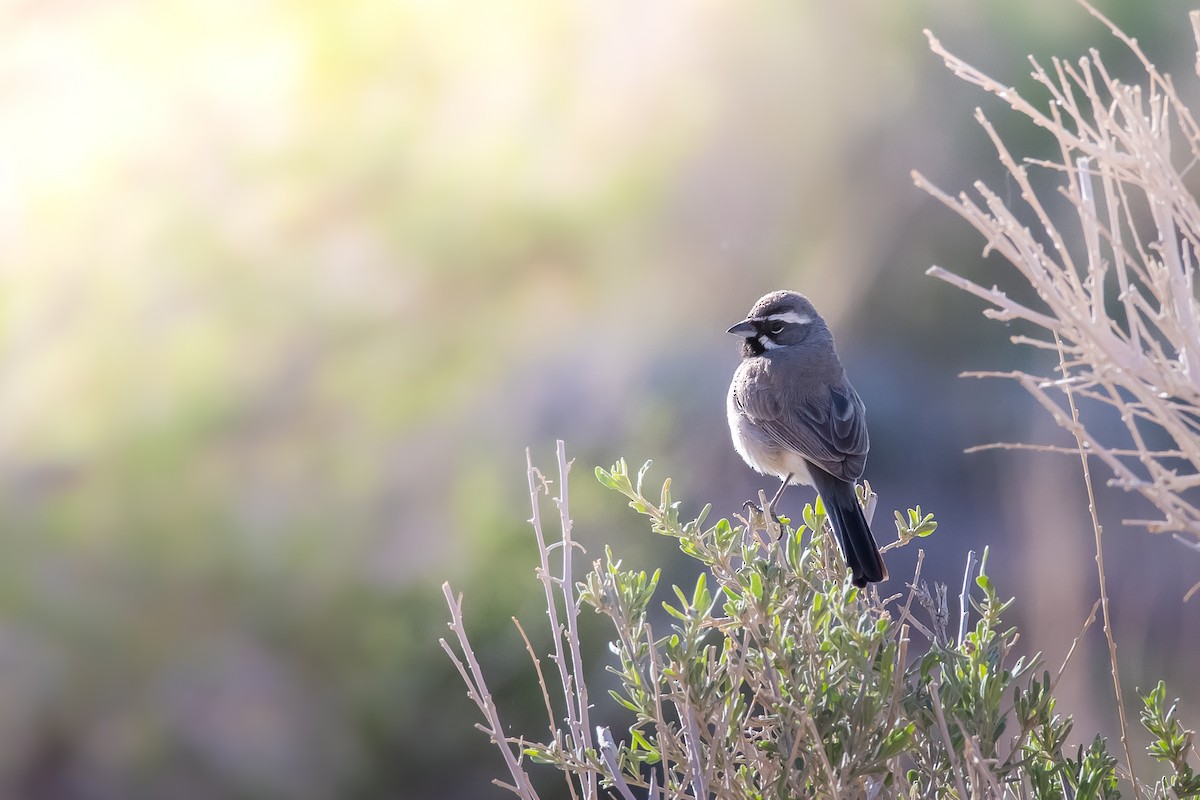 Black-throated Sparrow - Patrick Higgins