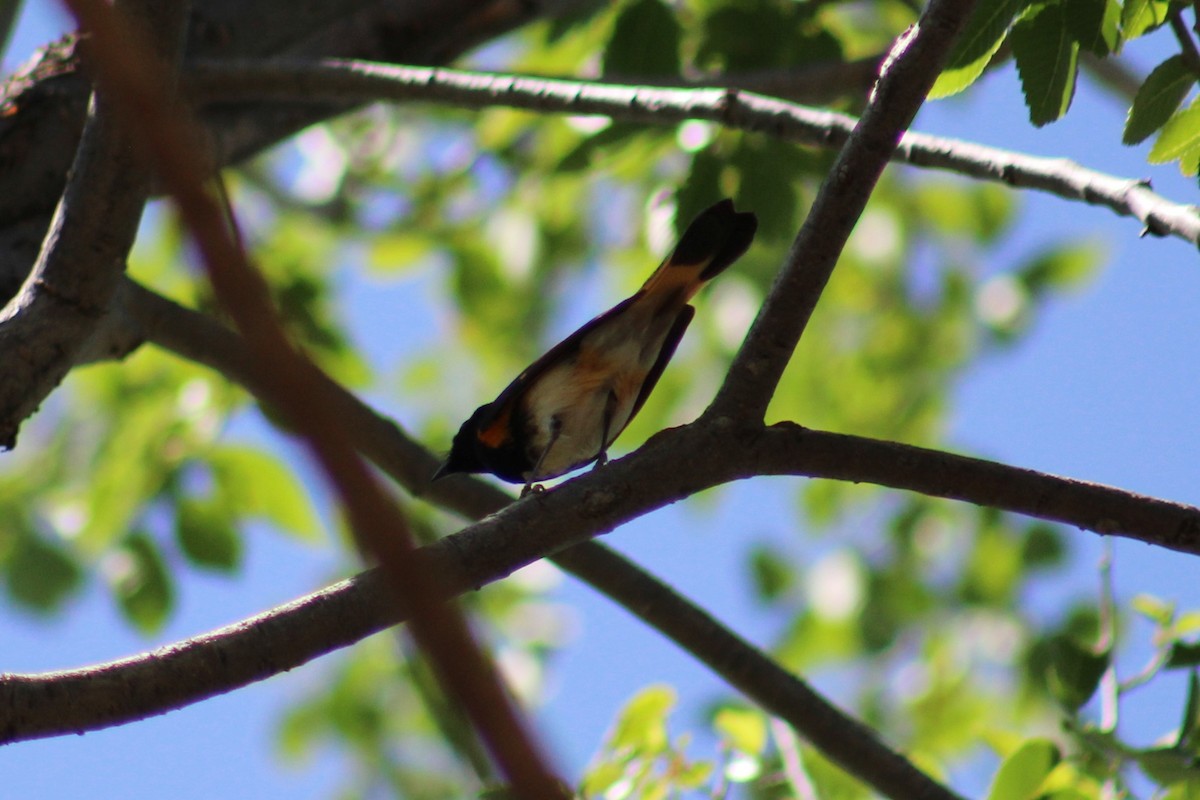 American Redstart - ML618411566