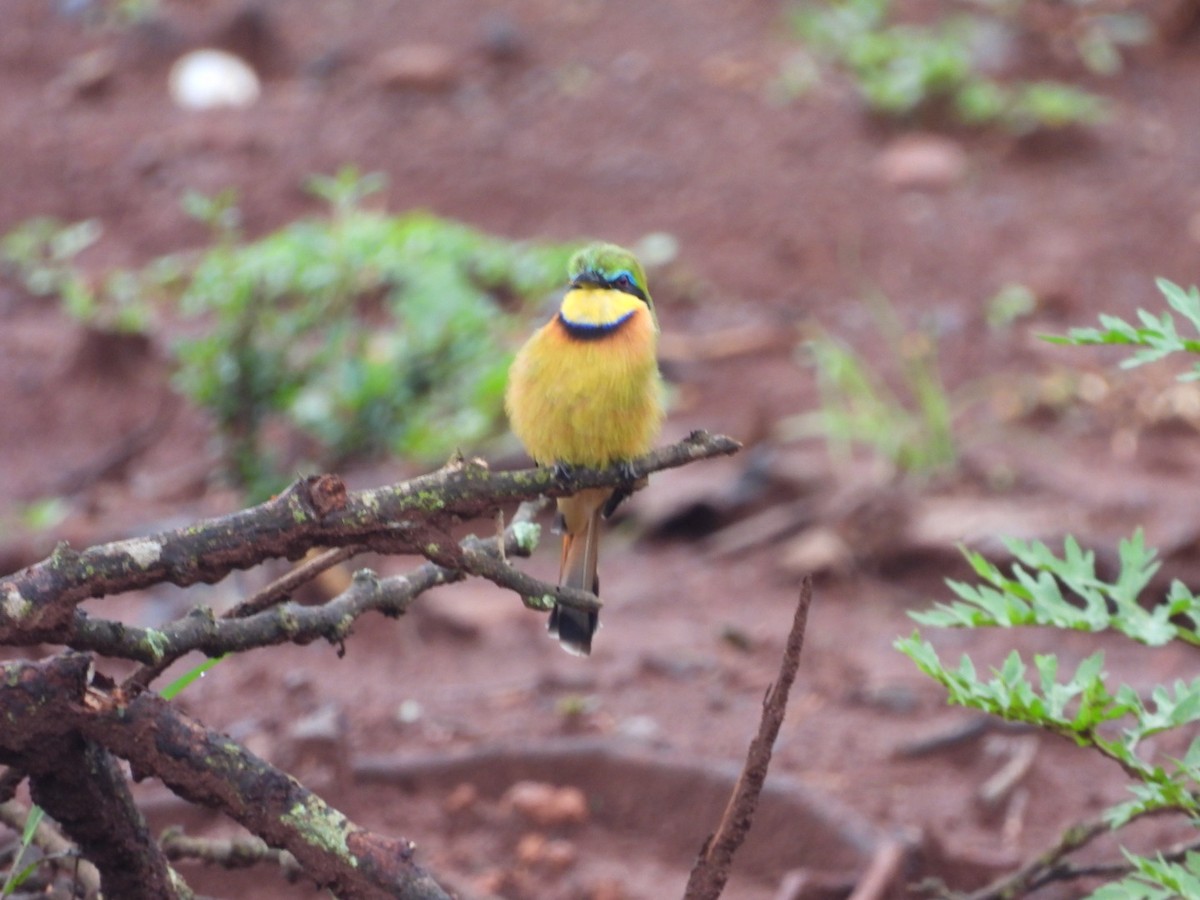 Little Bee-eater - Jennifer and Zayn Shah