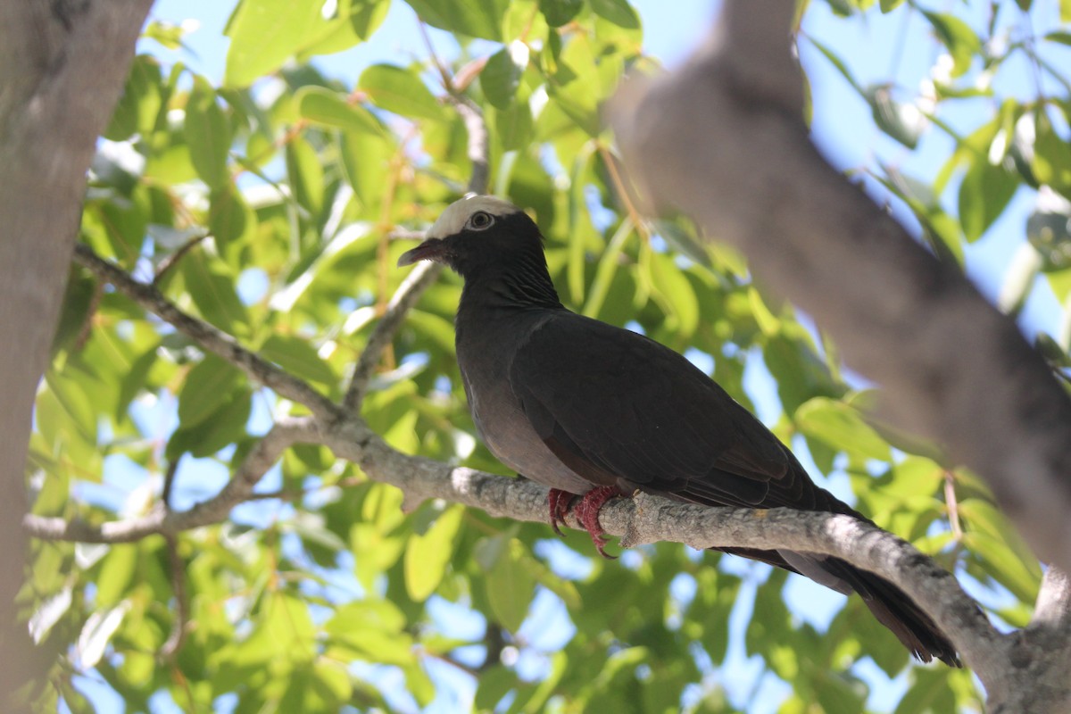 Pigeon à couronne blanche - ML618411618