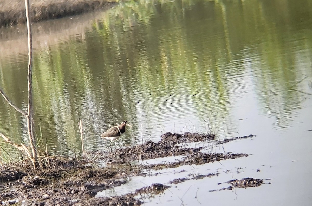 Greater Painted-Snipe - Hemant Ware