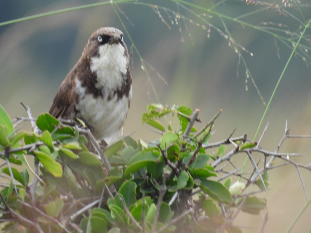 Northern Pied-Babbler - ML618411638