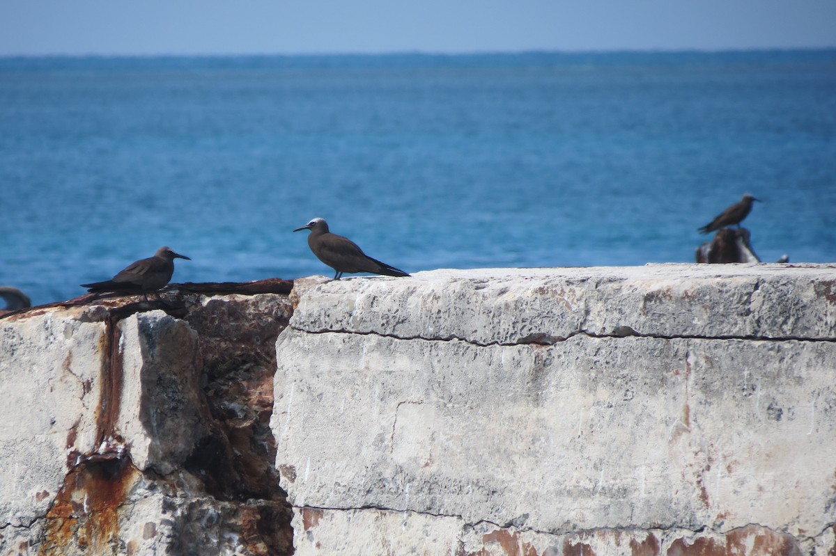 Brown Noddy - Sam Holcomb