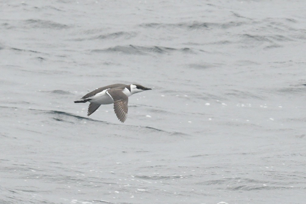 Common Murre - ML618411659