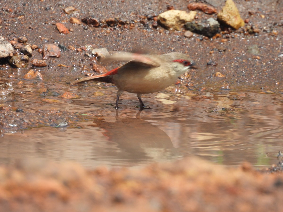 Crimson-rumped Waxbill - Jennifer and Zayn Shah