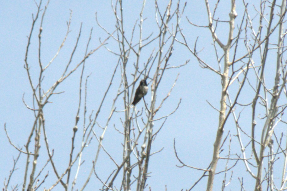 Black-chinned Hummingbird - ML618411745