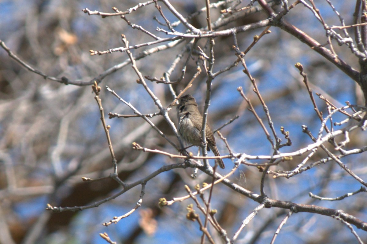 Northern House Wren - ML618411756