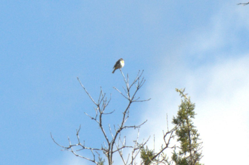 Virginia's Warbler - ML618411760