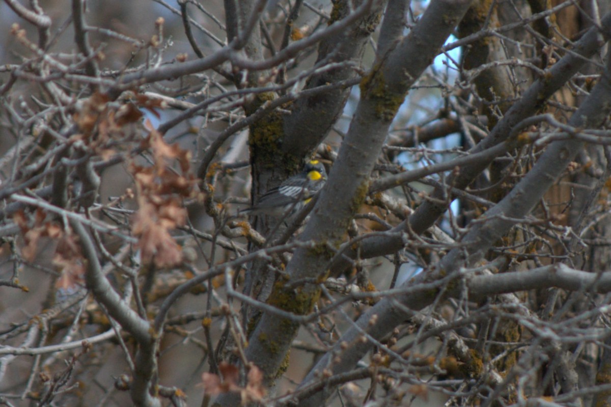 Yellow-rumped Warbler - ML618411762