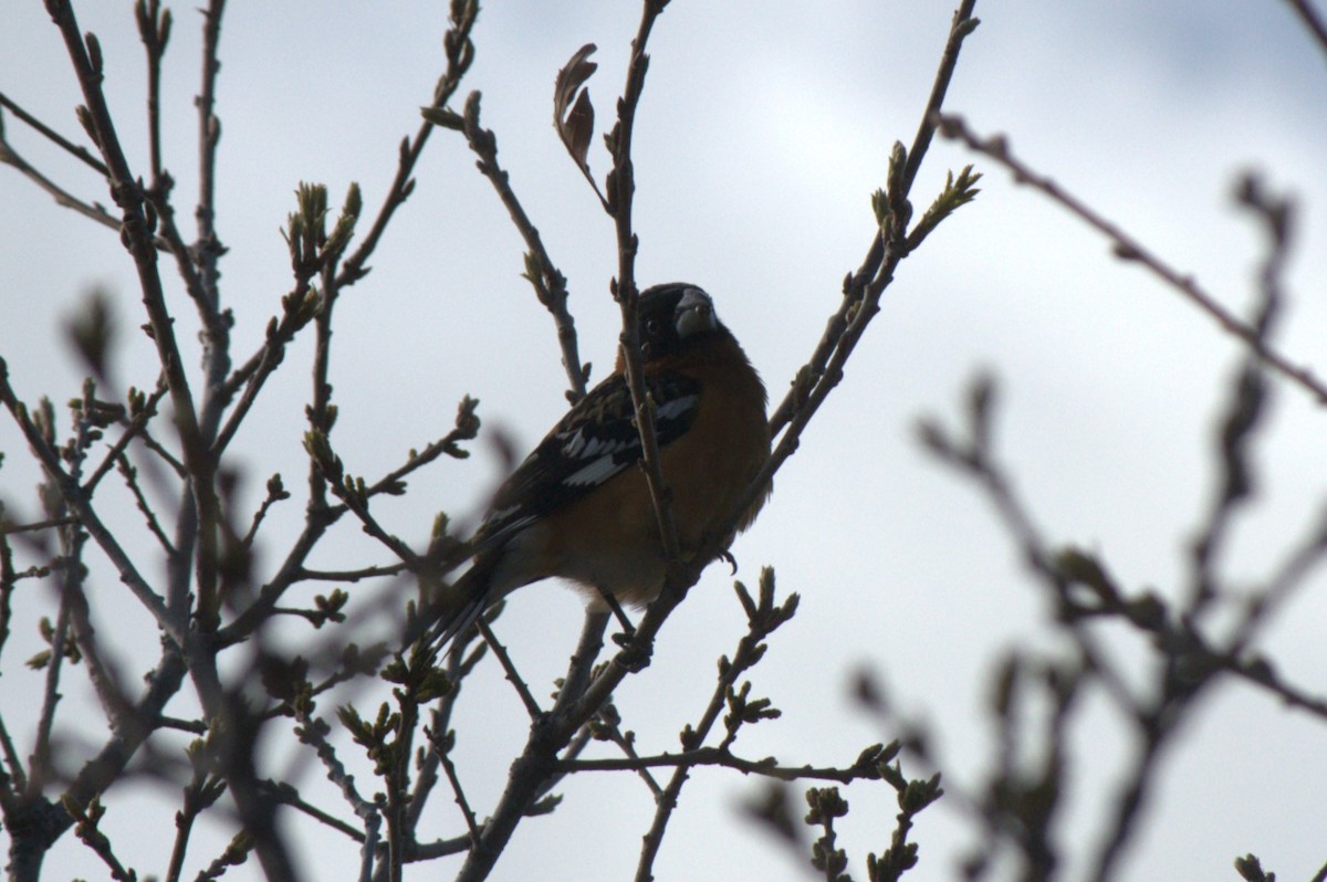Black-headed Grosbeak - ML618411763
