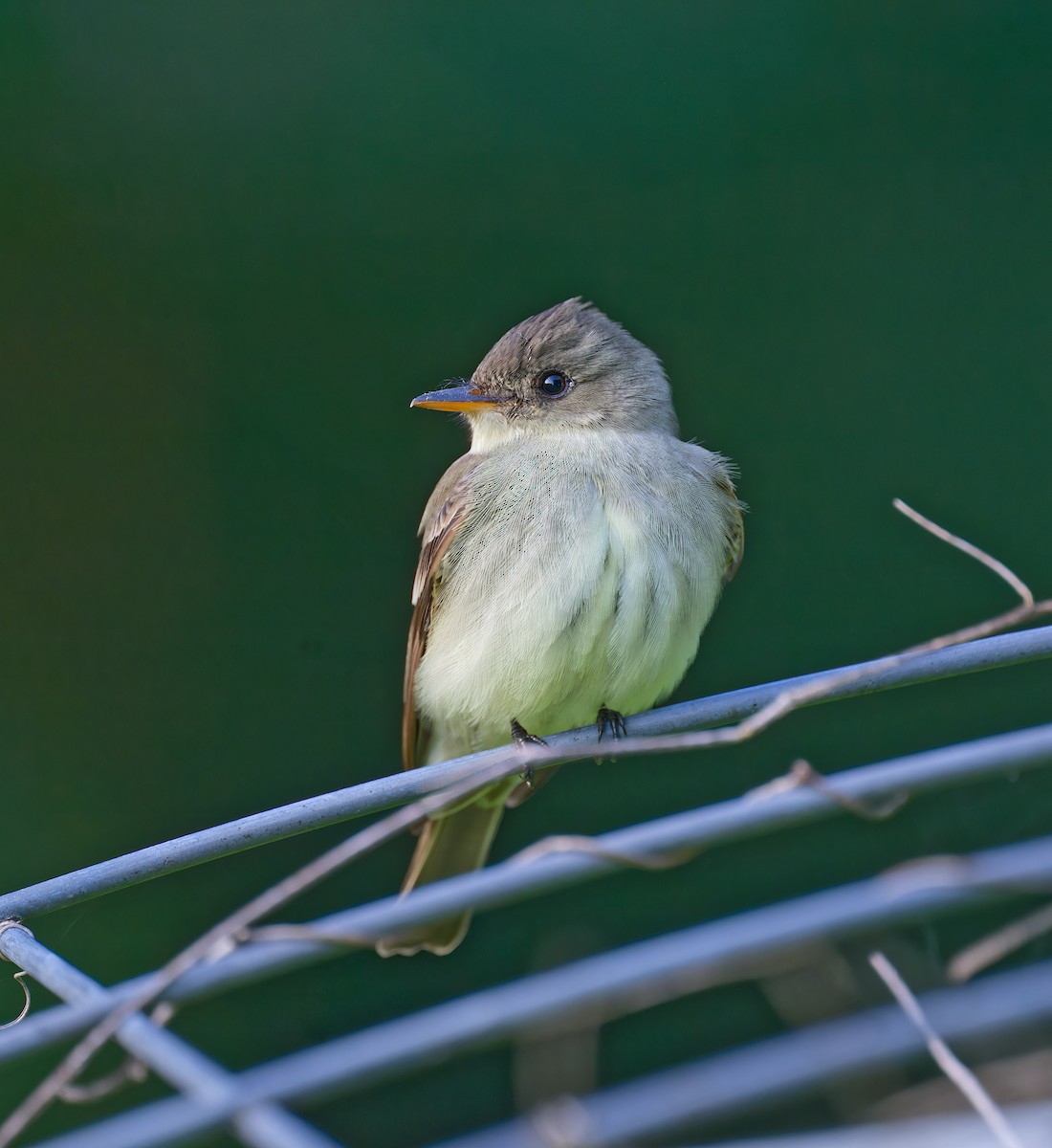 Eastern Wood-Pewee - ML618411770